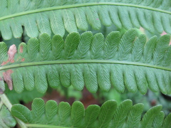 Pentarhizidium orientale