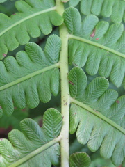 Pentarhizidium orientale