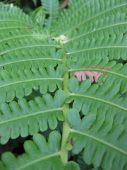 Pentarhizidium orientale