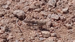 Sphingonotus corsicus