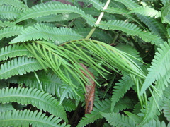 Pentarhizidium orientale