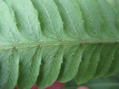 Pentarhizidium orientale