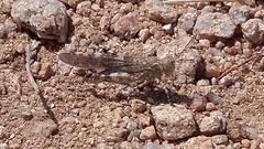 Sphingonotus corsicus