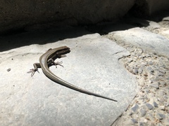 Plestiodon finitimus