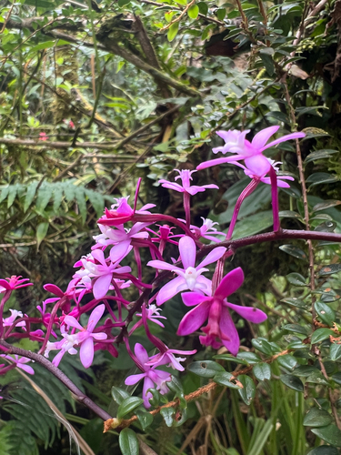 Epidendrum pachytepalum Hágsater & E.Santiago 2