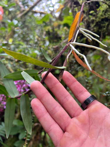 Epidendrum pachytepalum Hágsater & E.Santiago 3