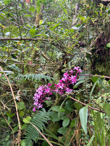 Epidendrum pachytepalum Hágsater & E.Santiago