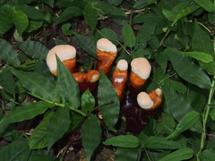 Ganoderma tropicum image