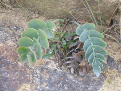 Gingidia grisea