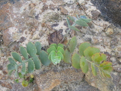 Gingidia grisea