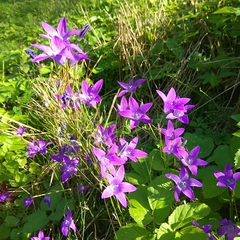 Campanula patula
