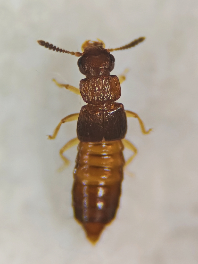 Anotylus placusinus