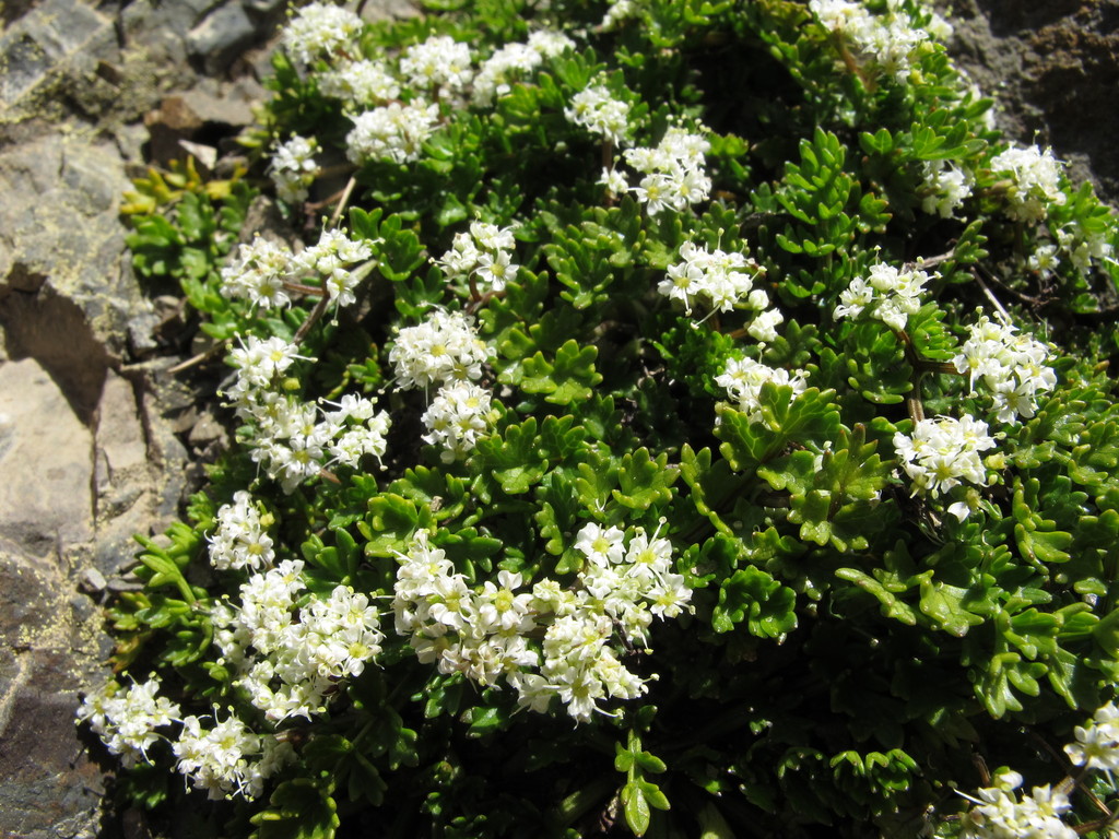 Gingidia decipiens