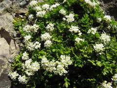 Gingidia decipiens