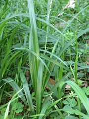 Chlorophytum saundersiae