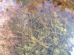 Zannichellia peltata