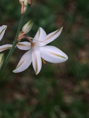Chlorophytum saundersiae