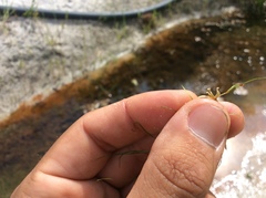 Zannichellia peltata