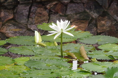 Nymphaea lotus