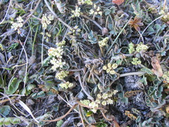 Gingidia baxterae