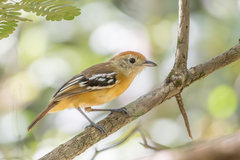 Planalto Slaty-Antshrike photo 2
