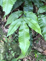 Tectaria harlandii
