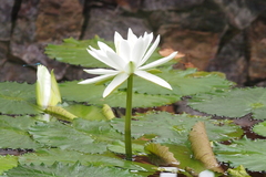 Nymphaea lotus