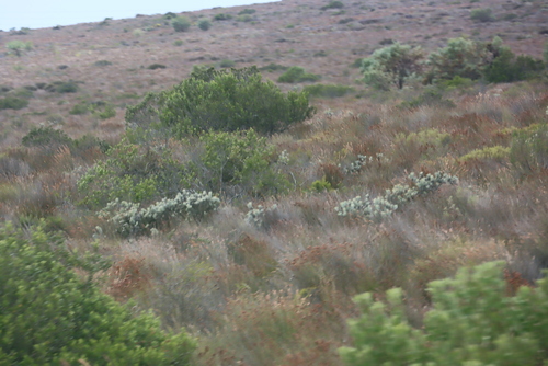 Image of Leucospermum tomentosum by (c) Tony Rebelo, some rights reserved (CC BY-SA)
