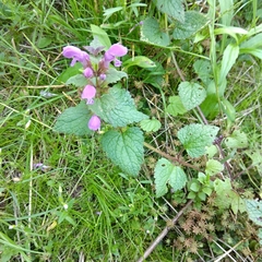 Lamium maculatum