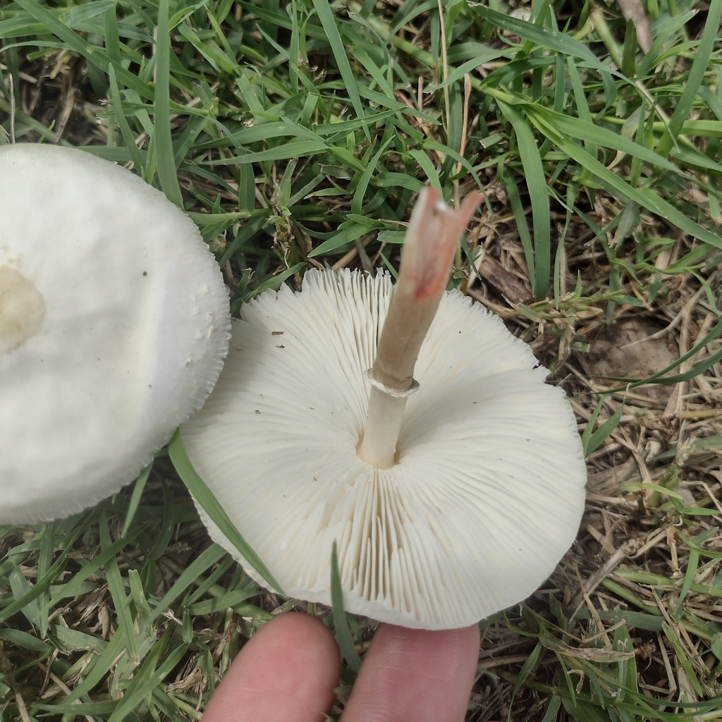 Chlorophyllum hortense · March 2025 · photo: © sofialopez9 (iNaturalist, cc0)