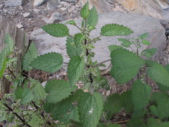 Urtica aspera