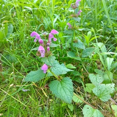 Lamium maculatum
