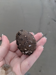 Molgula occidentalis