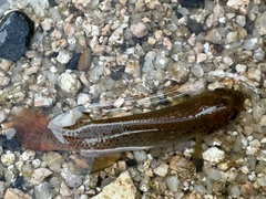 Killifish photo 2
