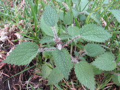 Urtica aspera