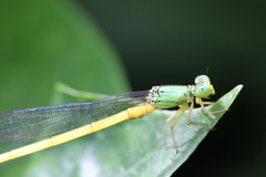 Ceriagrion fallax