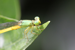 Ceriagrion fallax