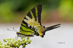 Graphium antiphates itamputi