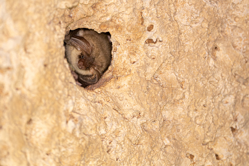 Gaisler's Big-eared Bat