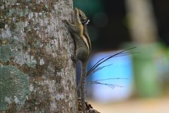 Tamiops mcclellandii