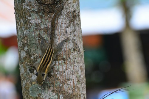 Himalayan Striped Squirrel