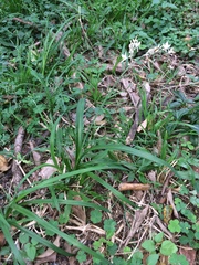 Chlorophytum saundersiae