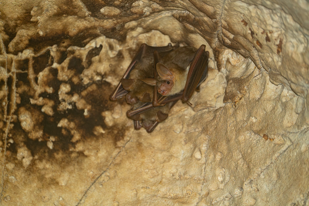 Maghrebian Mouse-eared Bat