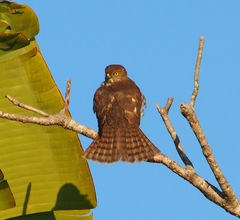 Accipiter madagascariensis