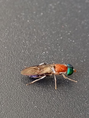 Sargus thoracicus