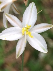 Chlorophytum saundersiae