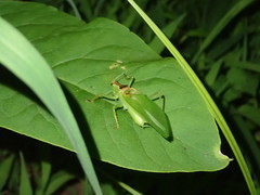 Hexacentrus hareyamai