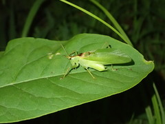 Hexacentrus hareyamai