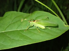 Hexacentrus hareyamai