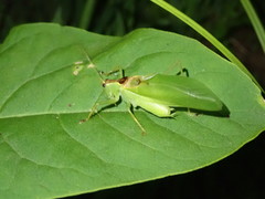 Hexacentrus hareyamai